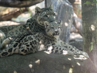 Snow leopard, Uncia ounce, female with baby