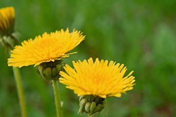 Dandelions in the spring.