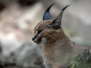 Caracal, Caracal Caracal, portrait of young