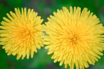 Dandelions in the spring.
