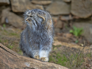 Pallas' cat, Otocolobus manul, portrait of a male