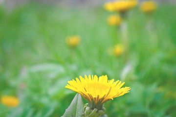 Dandelions in the spring.