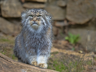 Pallas' cat, Otocolobus manul, portrait of a male