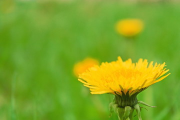 Dandelions in the spring.