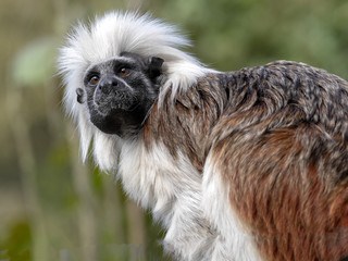 Portrait of Cotton-top tamarin, Saguinus oedipus