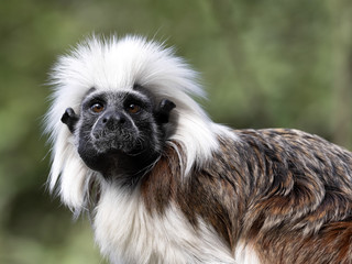 Portrait of Cotton-top tamarin, Saguinus oedipus