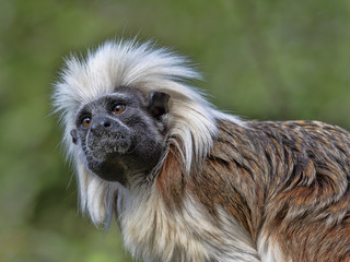 Portrait of Cotton-top tamarin, Saguinus oedipus