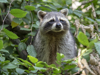 American raccoon, Procyon lotor, male portrait