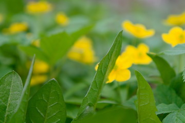 Obraz premium Blurred image of the flowers of anemones.