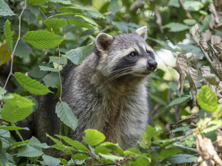 Obraz premium American raccoon, Procyon lotor, male portrait