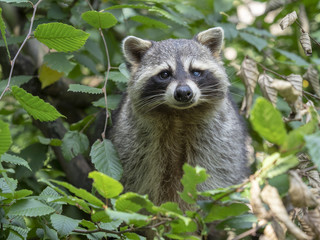 American raccoon, Procyon lotor, male portrait
