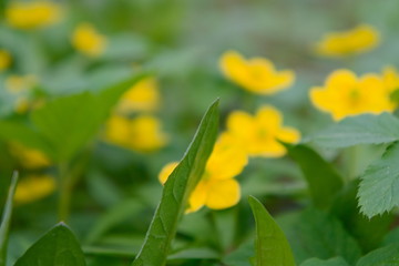 Blurred image of the flowers of anemones.