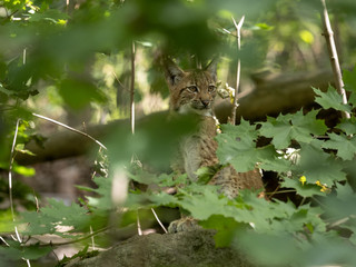 Scandinavian lynx, Lynx lynx, is hidden in the canopy