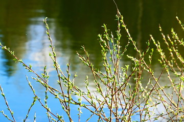 Young budding leaves on branches against the background of the lake.