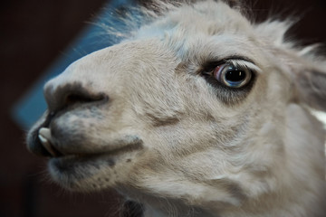 Fototapeta premium Close-up of a llama's face.