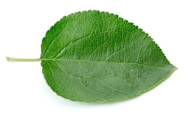 Fototapeta na wymiar Green apple leaf isolated
