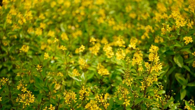Spring field of small yellow flowers of Galphimia. Evergreen shrub of star-shaped Golden Thryallis glauca. Ornamental bloom in natural sunlight of Gold Shower. Summer meadow background, soft focus.