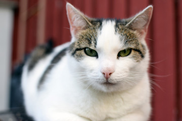 Beautiful domestic cat looking at camera.