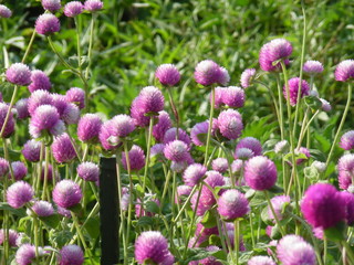 The pink flowers blooming in the field