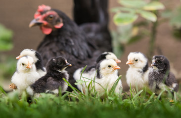 Hen with baby chicken