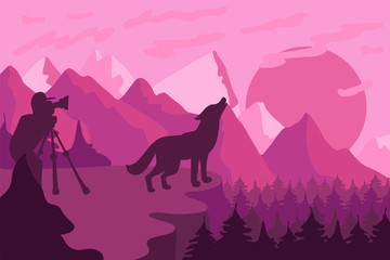 Photographer photographs the wild wolf in nature