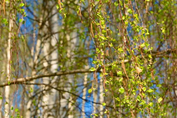 Young green-yellow birch leaves on spring branch.
