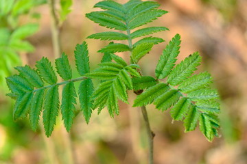 Branches with leaves of a small rowan in the spring.