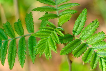 Branches with leaves of a small rowan in the spring.