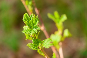 Young budding currant leaves.