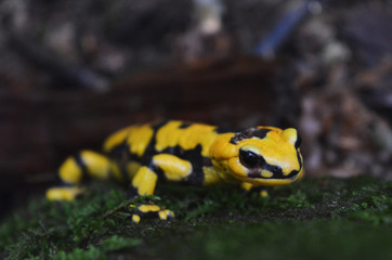 Salamandra
