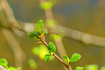 Young green-yellow leaves of alder on spring branch.