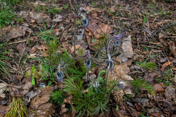 Background of a green plant in the forest.