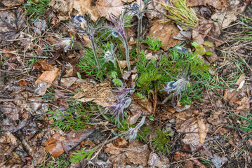 Background of a green plant in the forest.