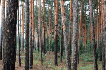 Obraz premium pine forest as a backdrop, beautiful and wild nature landscape