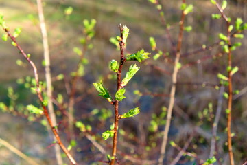 Blossoming leaves on the branches of alders in the spring.