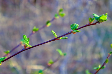Blossoming leaves on the branches of alders in the spring.