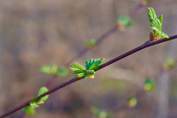 Blossoming leaves on the branches of alders in the spring.