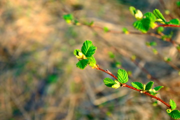 Blossoming leaves on the branches of alders in the spring.
