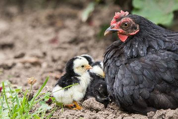 Hen with baby chicken