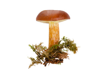 Mushroom Bay Bolete, Boletus badius isolated on the white background