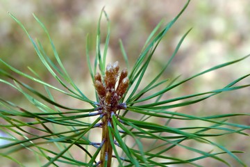 Naklejka na ściany i meble Branch of pine with green needles.