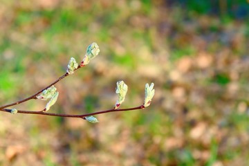 Young, with fluff, blossoming leaves of a plant.