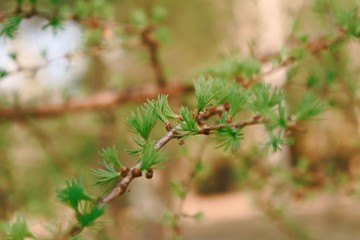 The opening leaves of larch on the branches in the spring.