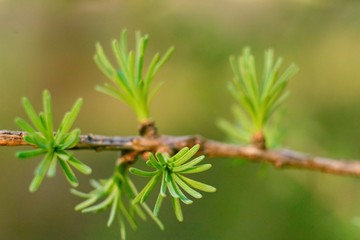 The opening leaves of larch on the branches in the spring.