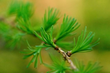 The opening leaves of larch on the branches in the spring.