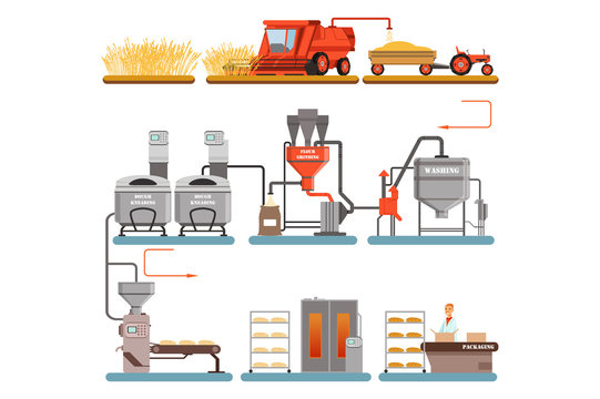Bread production process stages from wheat harvest to freshly baked bread vector Illustrations