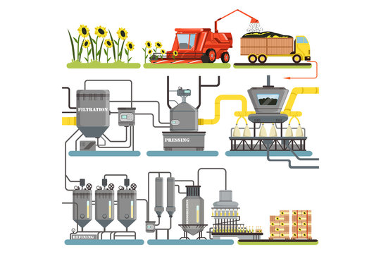 Sunflower oil production process stages, harvesting sunflowers and packing of finished products vector Illustrations