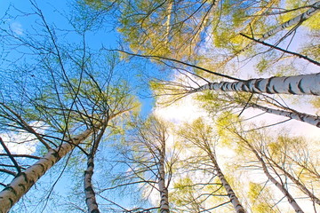 Birch forest in the spring.