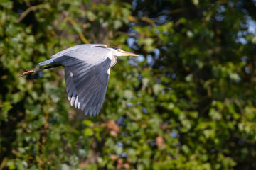 gray heron in flight