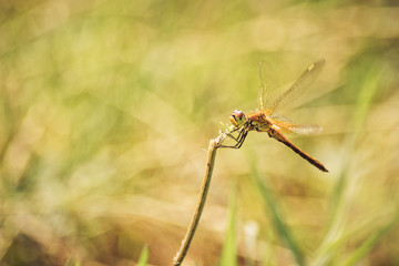 Symbol Of Change Concept: Toned Yellow Closeup of A Dragonfly Warming Up In The Sun Before Taking Off, Blurred Meadow Background, Bright Sunny Day. Copy Space.